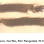 Dicranomyia (Dicranomyia) affinis : body part(s) - claw