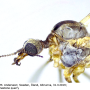 Dicranomyia (Dicranomyia) affinis : body part(s) - head and thorax