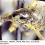 Dicranomyia (Dicranomyia) affinis : body part(s) - thorax