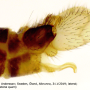 Dicranomyia (Dicranomyia) affinis : hypopygium