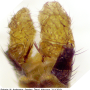 Dicranomyia (Dicranomyia) affinis : hypopygium