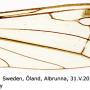 Dicranomyia (Dicranomyia) affinis : wing