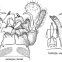 Dicranomyia (Idiopyga) alpina : hypopygium