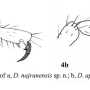 Dicranomyia (Dicranomyia) aperta : body part(s) - leg