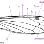 Dicranomyia (Dicranomyia) aperta : wing