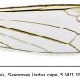 Dicranomyia (Dicranomyia) aperta : wing