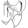 Dicranomyia (Sivalimnobia) aquosa : hypopygium