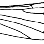 Dicranomyia (Sivalimnobia) aquosa : wing