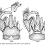 Dicranomyia (Dicranomyia) atropos : hypopygium