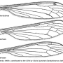 Dicranomyia (Dicranomyia) atropos : wing