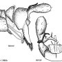 Dicranomyia (Dicranomyia) autumnalis : hypopygium