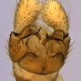 Dicranomyia (Dicranomyia) autumnalis : hypopygium