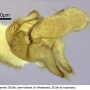 Dicranomyia (Dicranomyia) autumnalis : hypopygium