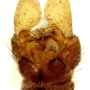 Dicranomyia (Dicranomyia) autumnalis : hypopygium