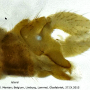 Dicranomyia (Dicranomyia) autumnalis : hypopygium