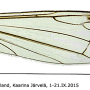Dicranomyia (Dicranomyia) autumnalis : wing