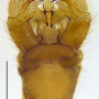 Dicranomyia (Glochina) bangerteri : hypopygium