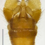Dicranomyia (Glochina) bangerteri : hypopygium