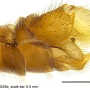 Dicranomyia (Glochina) bangerteri : hypopygium