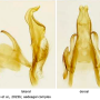 Dicranomyia (Glochina) bangerteri : hypopygium