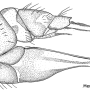 Dicranomyia (Glochina) bangerteri : ovipositor
