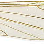 Dicranomyia (Glochina) bangerteri : wing