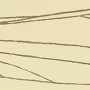 Dicranomyia (Idioglochina) bioculata : wing
