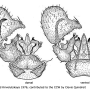 Dicranomyia (Glochina) brevispina : hypopygium