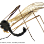 Dicranomyia (Melanolimonia) caledonica : habitus - male