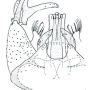 Dicranomyia (Melanolimonia) caledonica : hypopygium