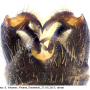 Dicranomyia (Melanolimonia) caledonica : hypopygium