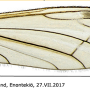 Dicranomyia (Melanolimonia) caledonica : wing
