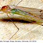 Dicranomyia (Dicranomyia) chorea : habitus - female