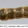 Dicranomyia (Dicranomyia) chorea : body part(s) - abdomen