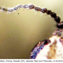 Dicranomyia (Dicranomyia) chorea : body part(s) - antenna