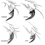 Dicranomyia (Dicranomyia) chorea : body part(s) - claw