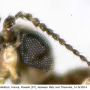 Dicranomyia (Dicranomyia) chorea : body part(s) - head and antenna