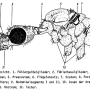 Dicranomyia (Dicranomyia) chorea : body part(s) - head and thorax