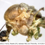 Dicranomyia (Dicranomyia) chorea : body part(s) - head and thorax