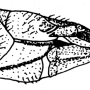 Dicranomyia (Dicranomyia) chorea : ovipositor