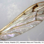 Dicranomyia (Dicranomyia) chorea : wing