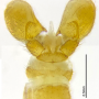 Dicranomyia (Dicranomyia) clarkeana : hypopygium