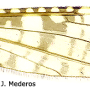 Dicranomyia (Dicranomyia) clarkeana : wing