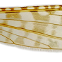 Dicranomyia (Dicranomyia) clarkeana : wing