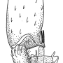 Dicranomyia (Dicranomyia) conchifera : hypopygium