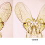 Dicranomyia (Dicranomyia) conchifera : hypopygium