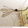 Dicranomyia (Euglochina) connectans : habitus - male