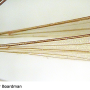 Dicranomyia (Euglochina) connectans : wing