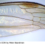 Dicranomyia (Euglochina) connectans : wing
