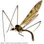 Dicranomyia (Dicranomyia) consimilis : habitus - male